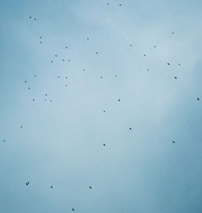 Vista al cielo con aves
                  migrantes