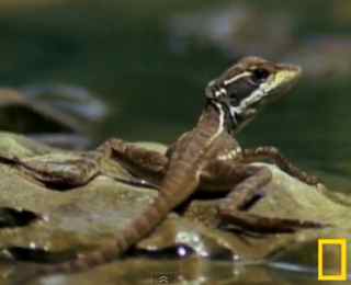 lagartija centroamericana (el basilisco)