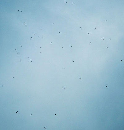 Vista al cielo con aves
                  migrantes
