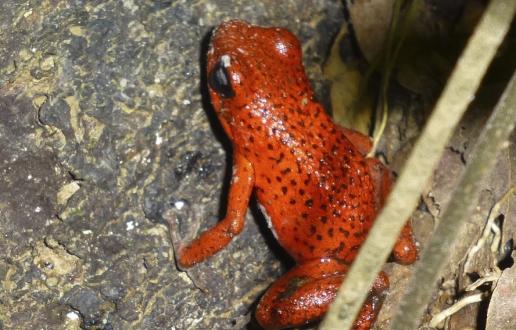 Podcast 198: Bioacústica