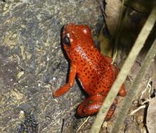 Podcast 198: Bioacústica